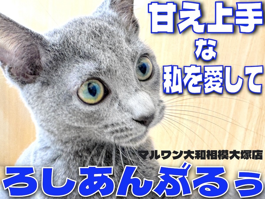 ロシアンブルー ロシアンブルー 】見た目はクールに心はホットに！甘え上手との生活は