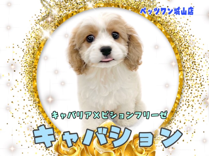 【 MIX 】圧倒的人気を誇るMIX犬！キャバションちゃん登場