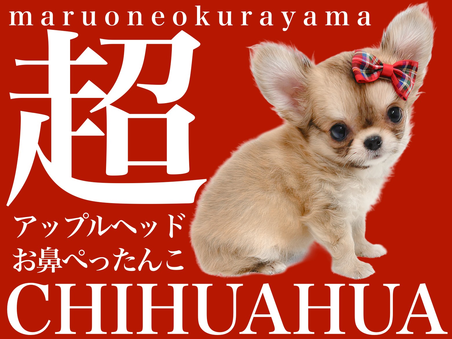 Apple - チワワ Amazon.co.jp: iPhone 12/12 Pro Artlist Collection THE DOG