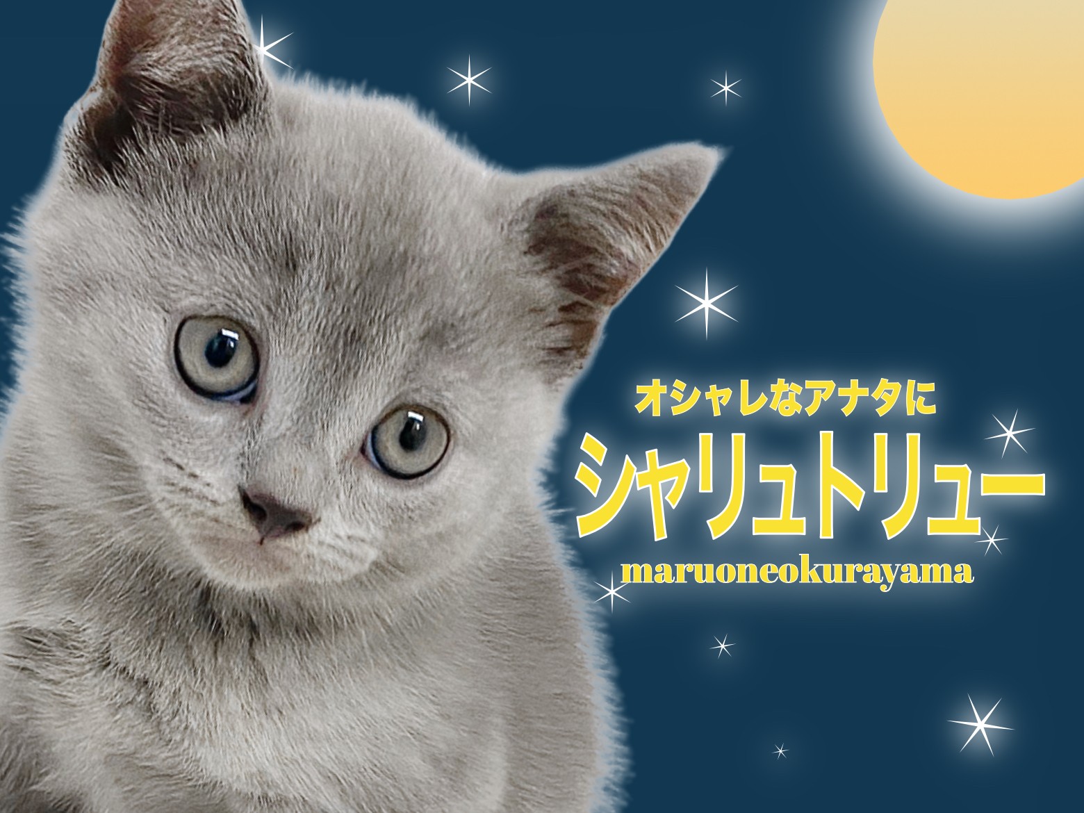 シャルトリュー 】ブルーキャット御三家の希少フランスキャット