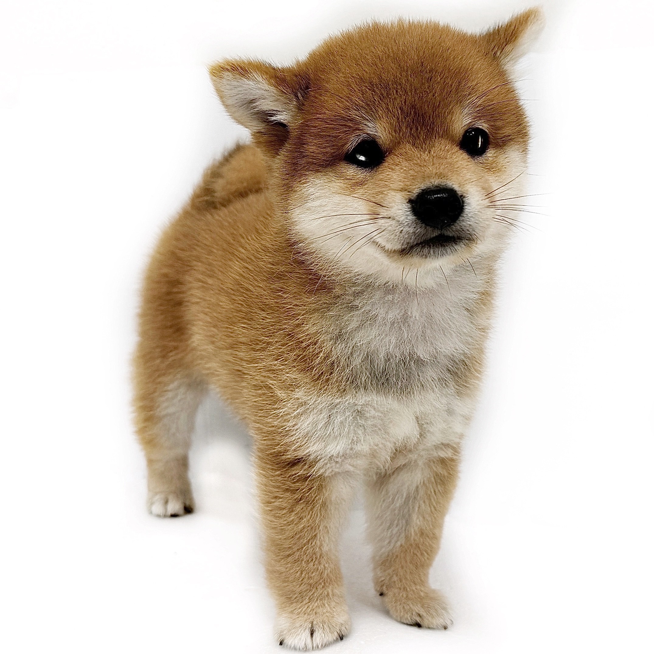 まめまる 豆柴 | ペットショップ マルワン 小さめ子犬 美形な子猫 初心者安心の