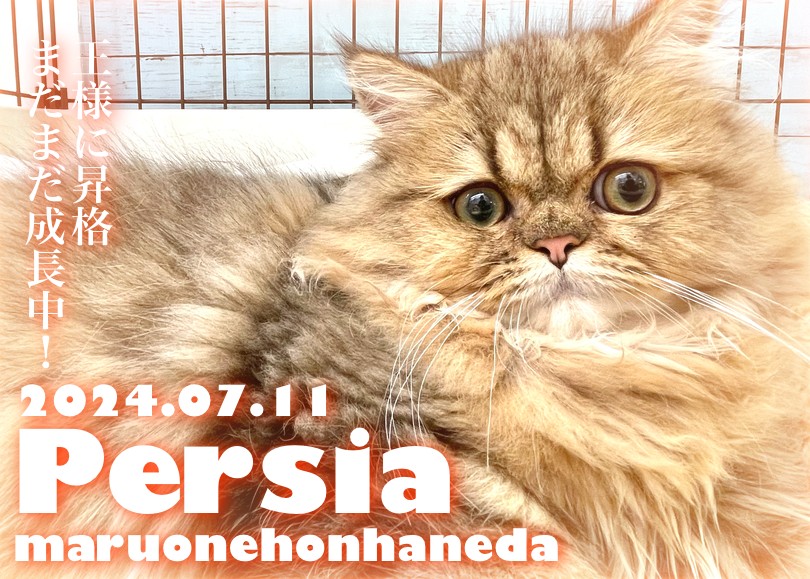 ペルシャ 】最高の性格を手に入れたチンチラゴールデンの男の子