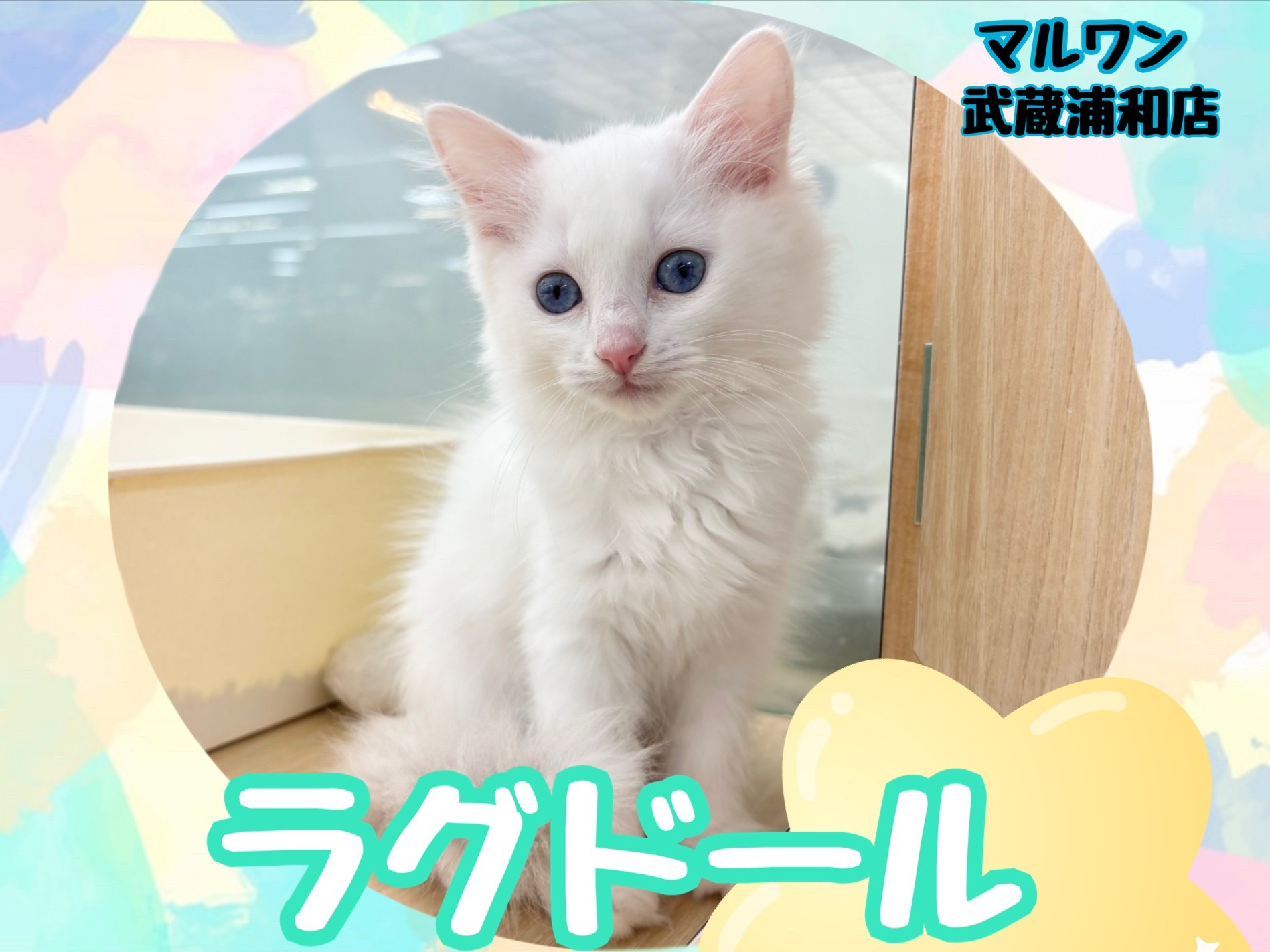 ラグドール 】白雪のように真っ白な被毛とブルーの瞳が美しい女の子  