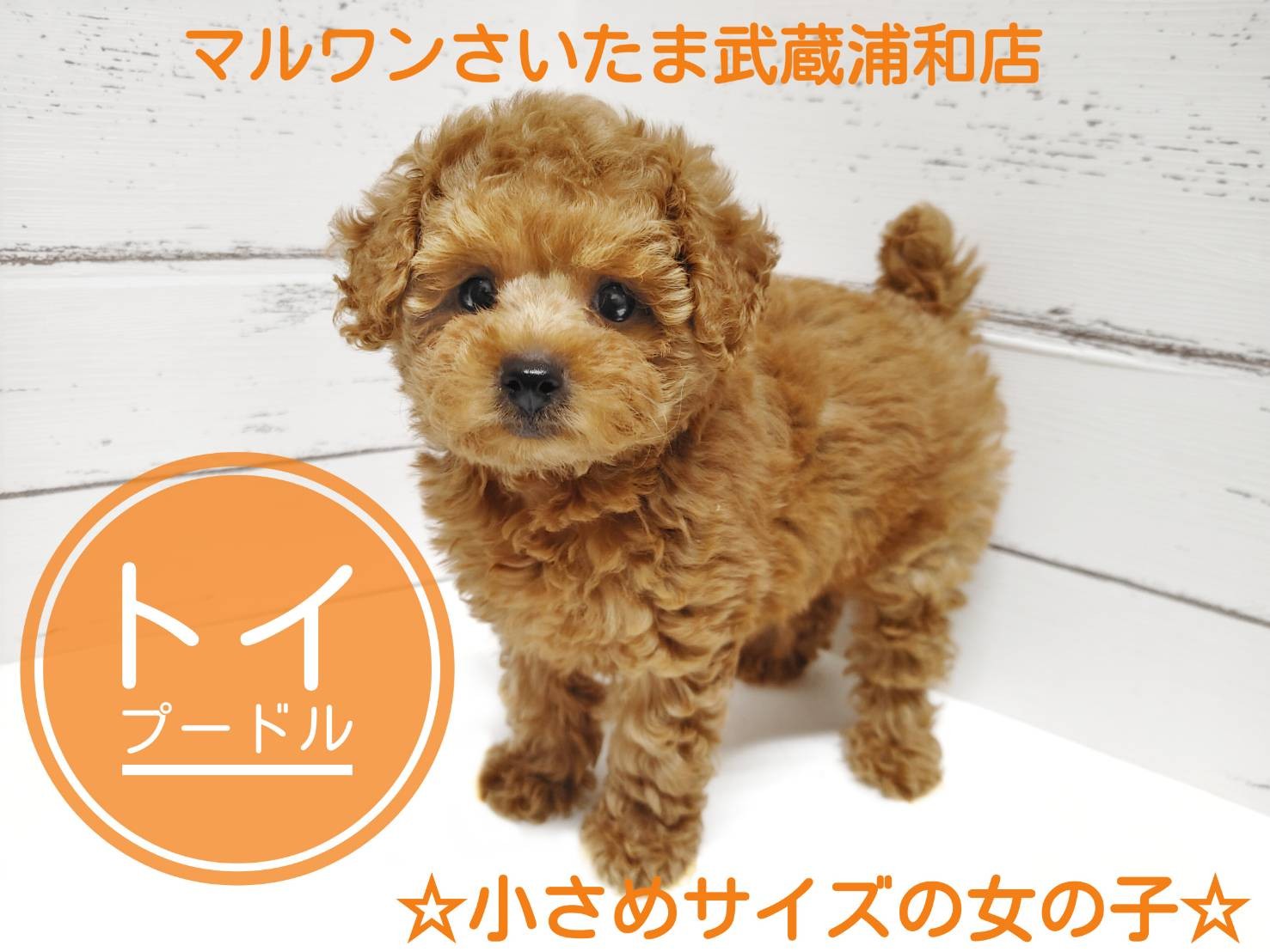 トイ・プードル 】これぞテディベア！小さめサイズのトイプードルが