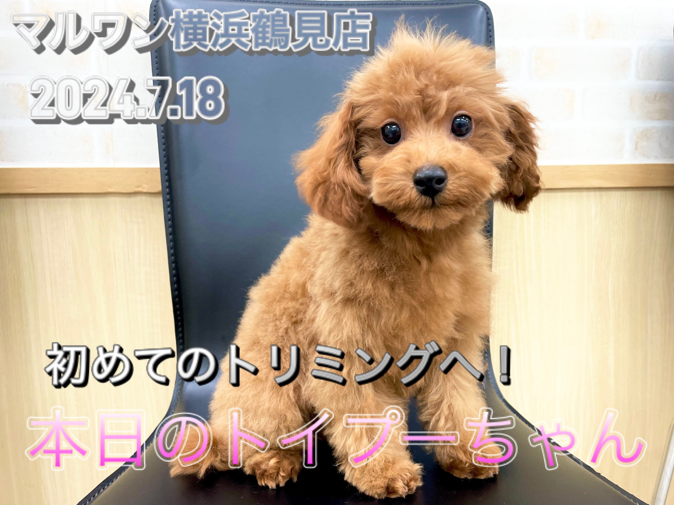 トイ・プードル 】初トリミングへ！おっとりした性格の男の子！ | マルワンBLOG | ペットショップ マルワン 小さめ子犬 美形な子猫  初心者安心のサポート