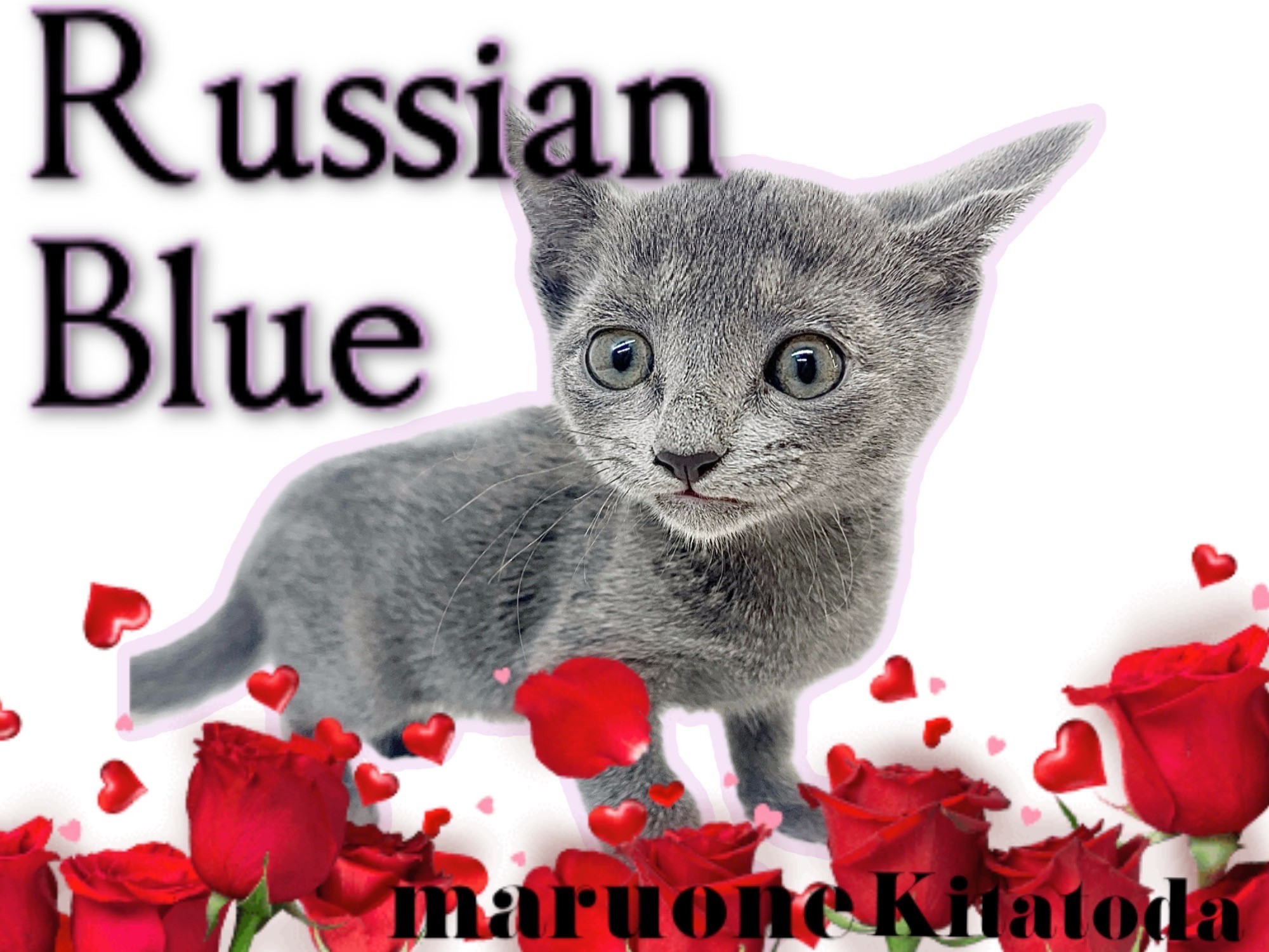 ロシアンブルー 】大注目！光り輝くブルーカラーを持つ超絶美形