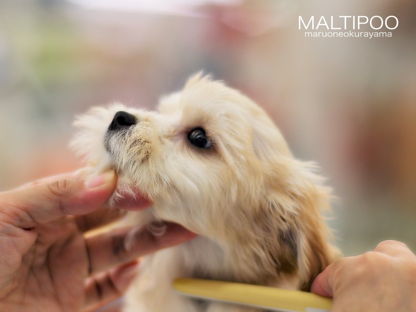 ほとんど抜け毛は無く、匂いもほぼ無し♪ | MIX犬 マルプー （06-187） - 横浜 大倉山店