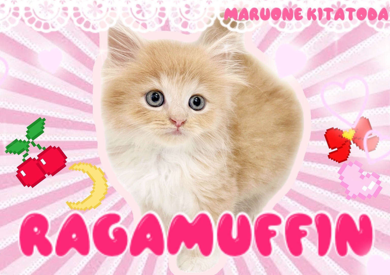 ラガマフィン 】猫界の美少年降臨！一目で虜にするその魅力を徹底解説
