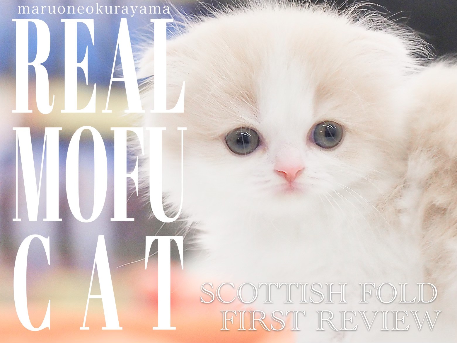 スコティッシュフォールド 】ほんわかした優しいカラーのタレ耳