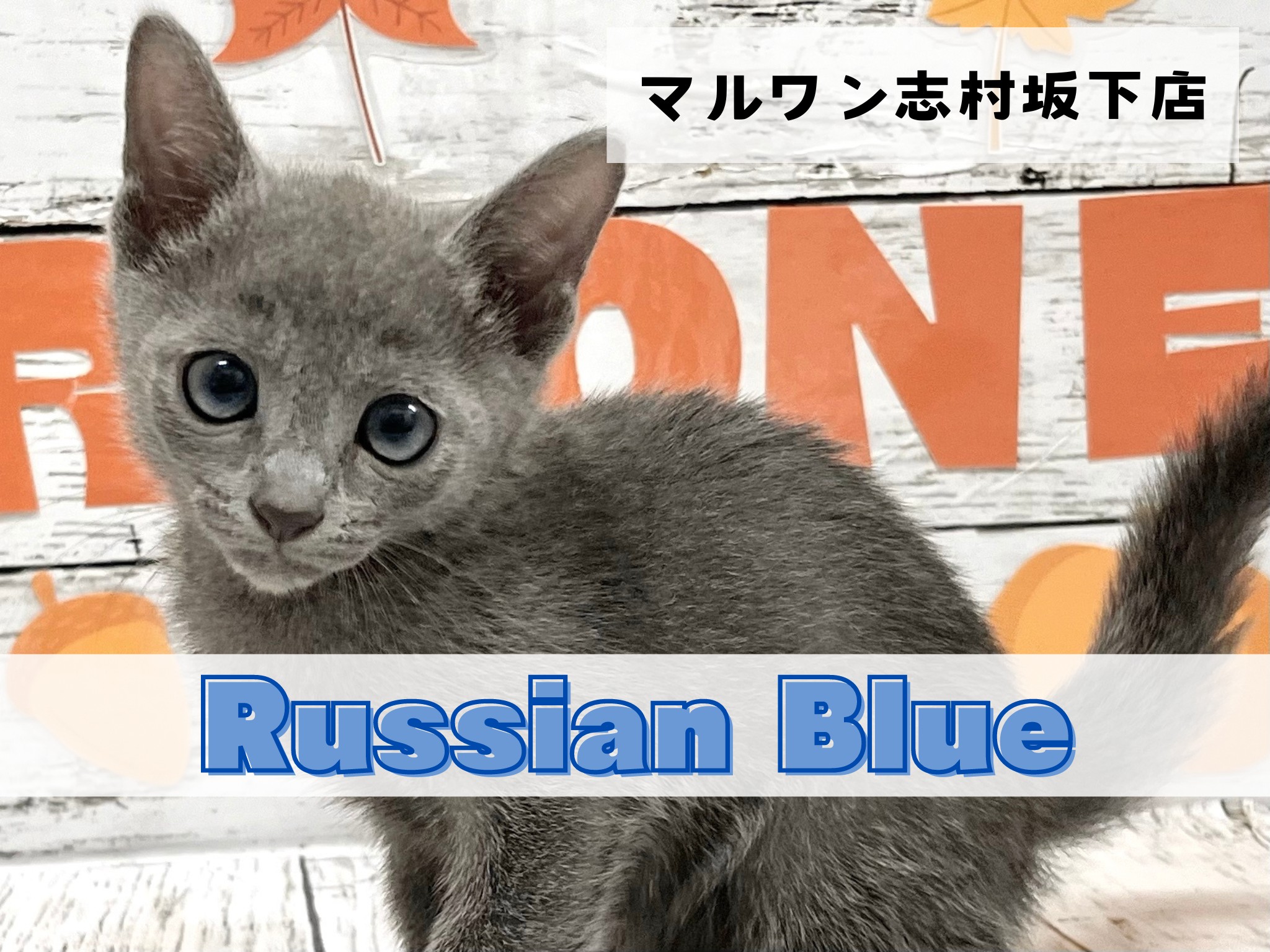 ロシアンブルー 】可愛いさと凛々しいギャップの持ち主！ロシアン 
