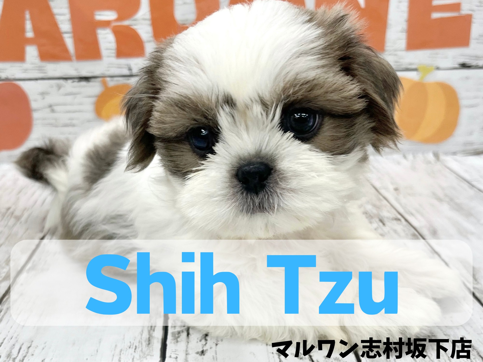 シーズー 】猪突猛進！人が大好きなシーズーの女の子が仲間入り