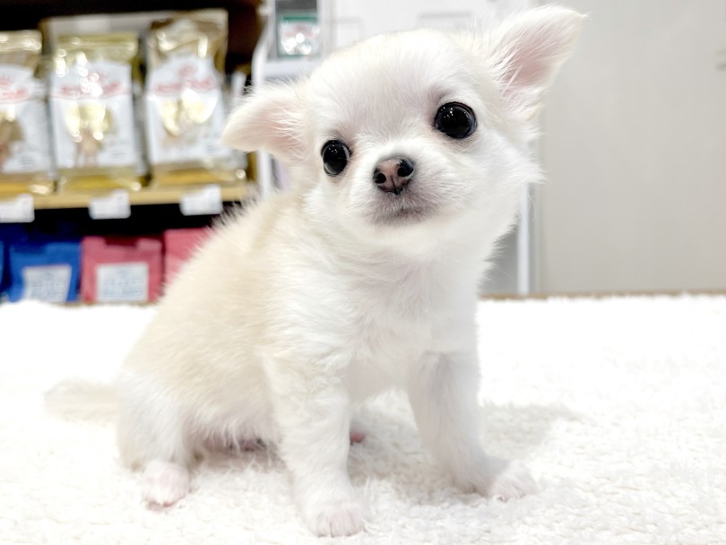 この子をご家族にお迎えできる方、お待ちしております♡ | チワワ （02-85） - 横浜 白楽店