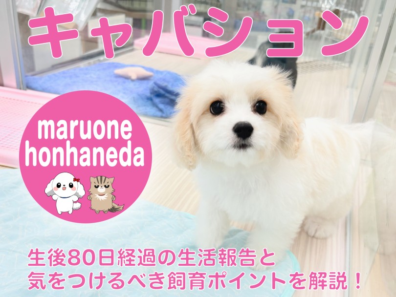 【 キャバション 】生後80日経過の生活報告と気をつけるべき飼育ポイントを解説！