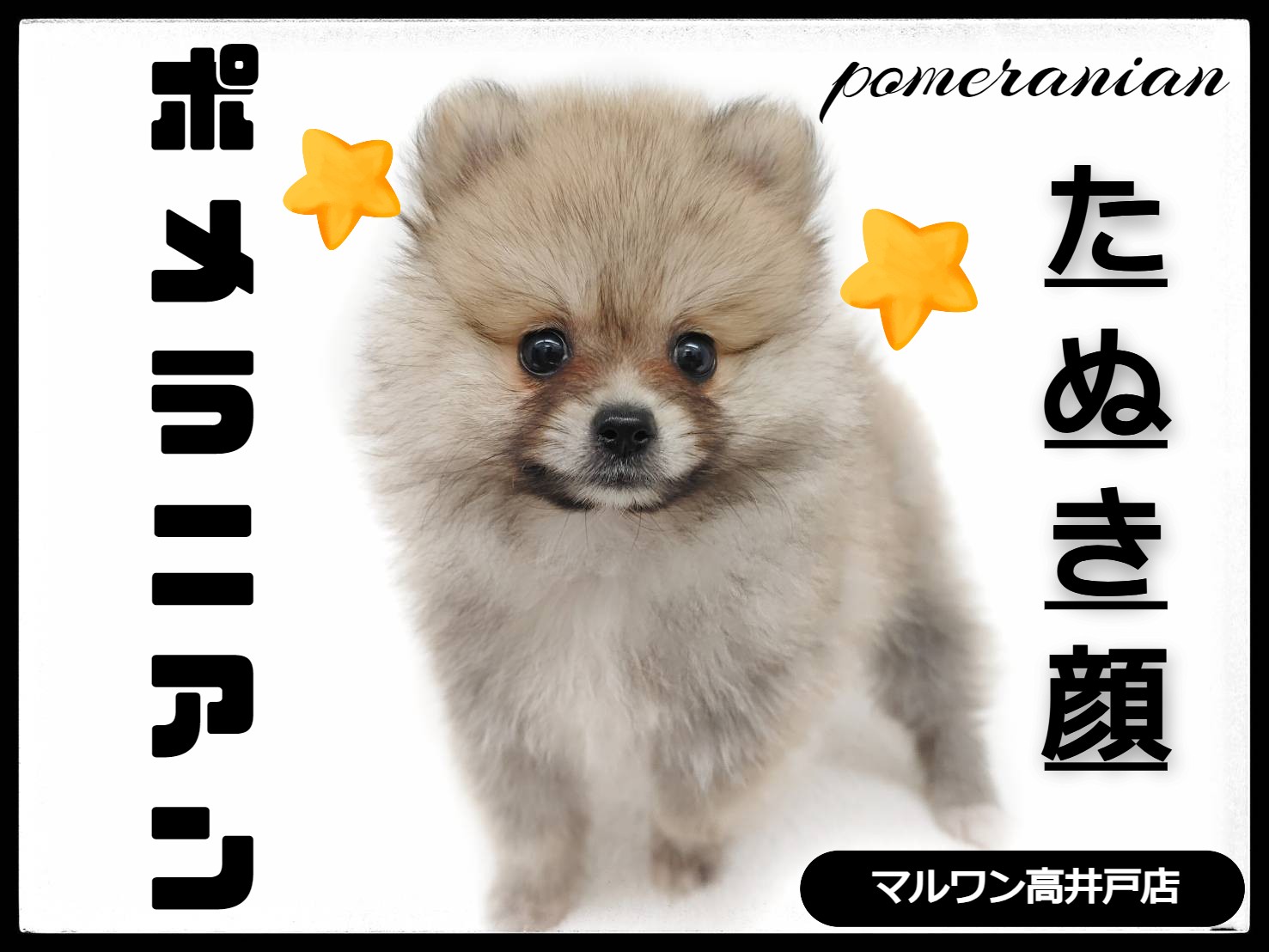 渋い顔の犬➰金属製 めちゃ重 ポメラニアン 】マズルも可愛さもギュッと詰まった最高のタヌキポメに