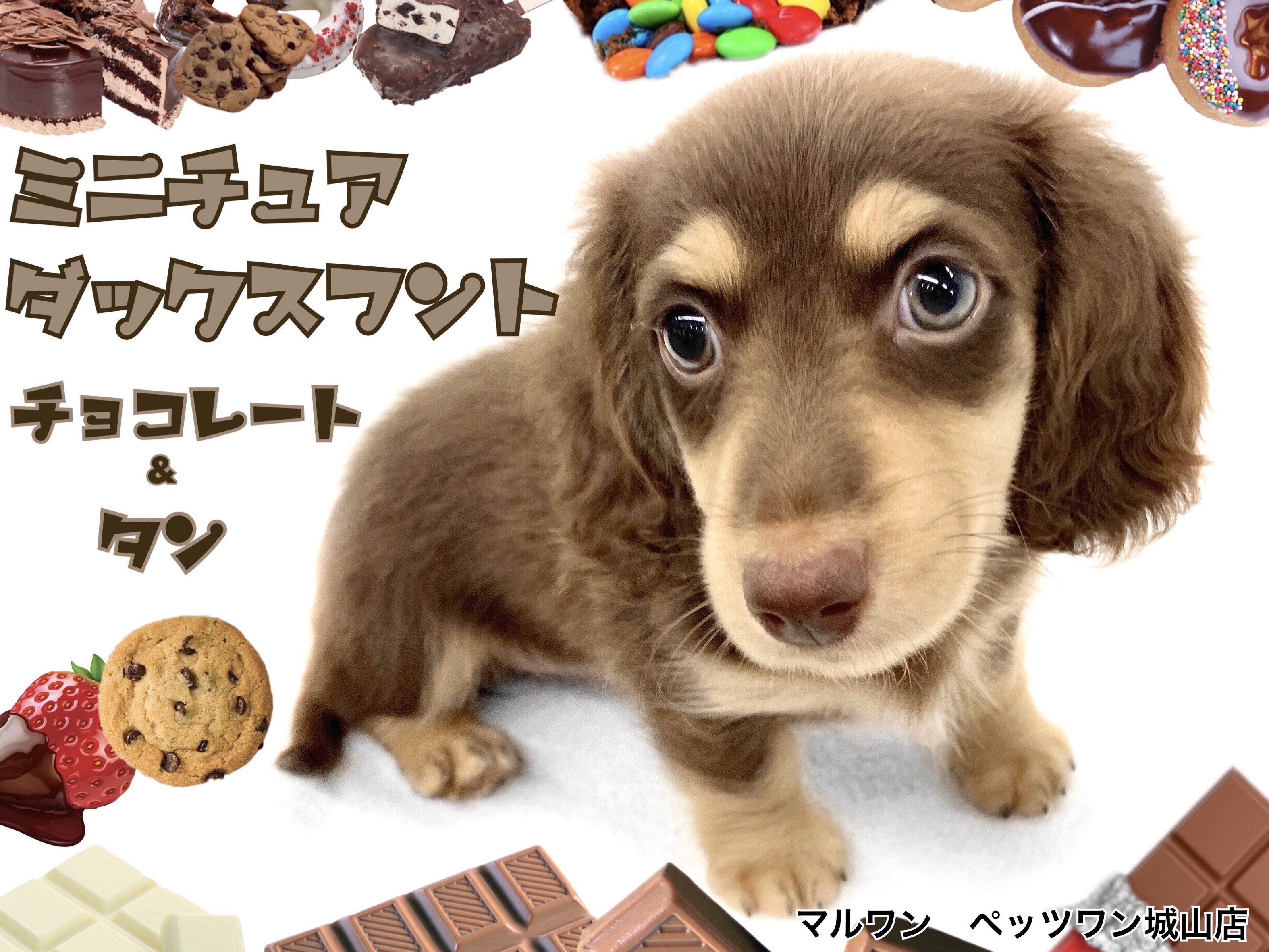 ミニチュアダックスフント 】幅広い世代から人気を集める胴長短足