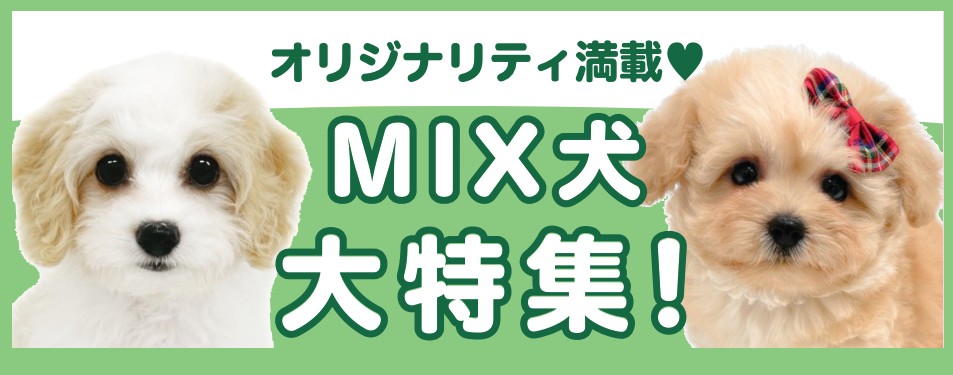 わたし犬ですか?全９種＋色違い１種
リーメント わたし犬ですか?全9種＋色違い1種 リーメント