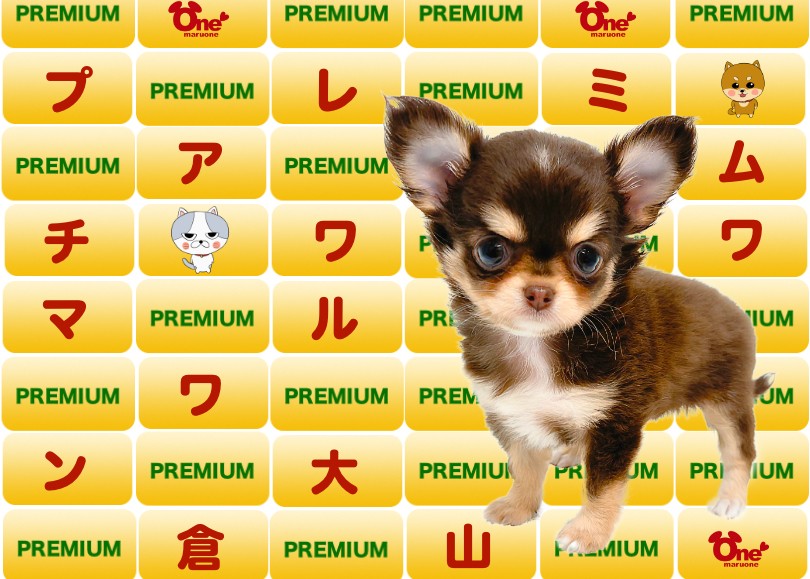 チワワ 】実録！プレミアムチョコタンチワワちゃんの1日に濃厚密着