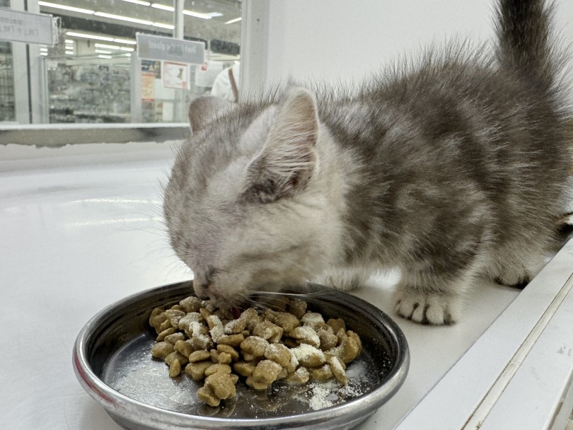 足は短くても猫界のスポーツカーと呼ばれることも！ | マンチカン （07-125） - 横浜 鶴見店