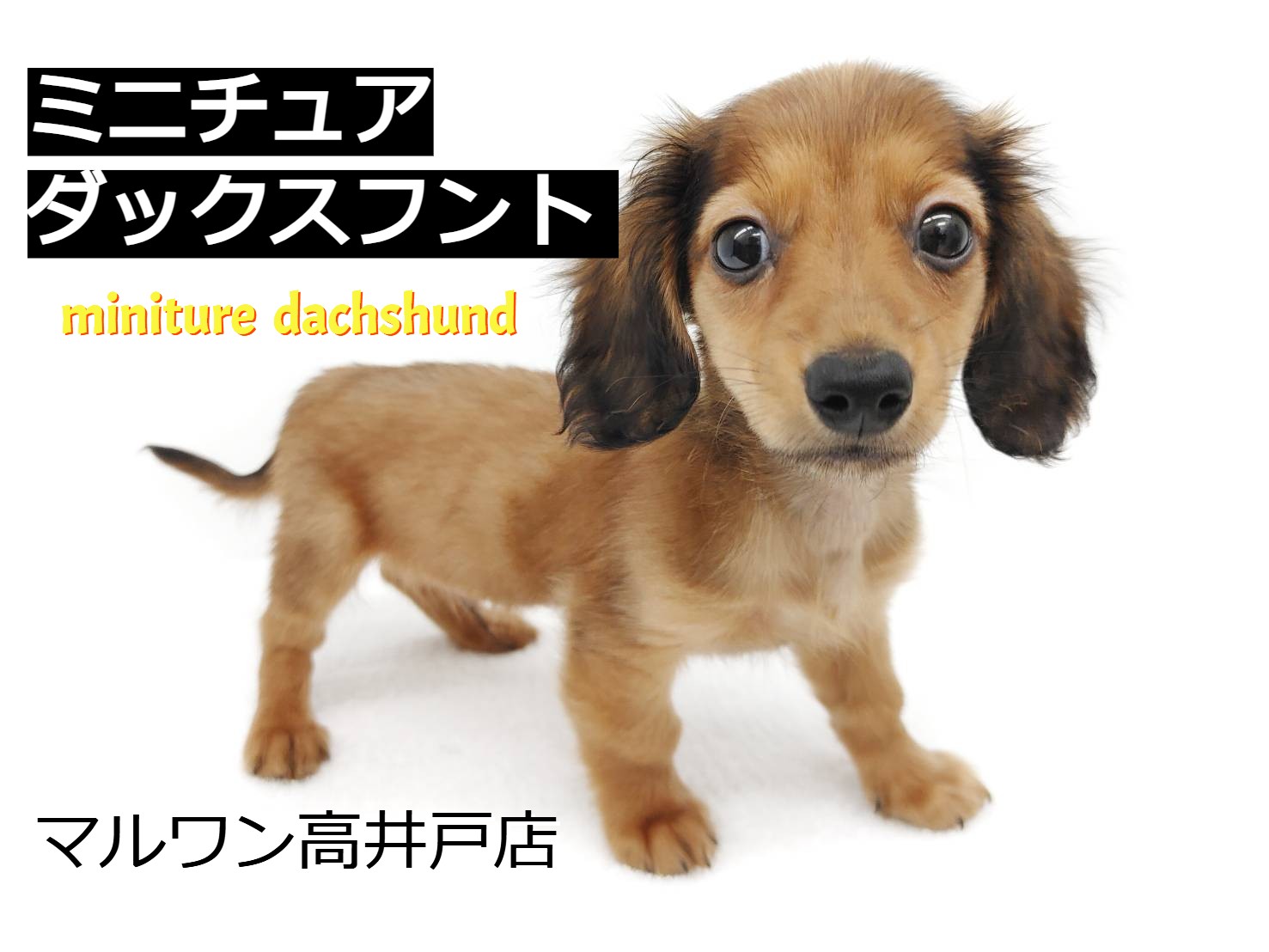 ミニチュア・ダックス 】天性の人懐っこさと二度見確定の可愛い顔を