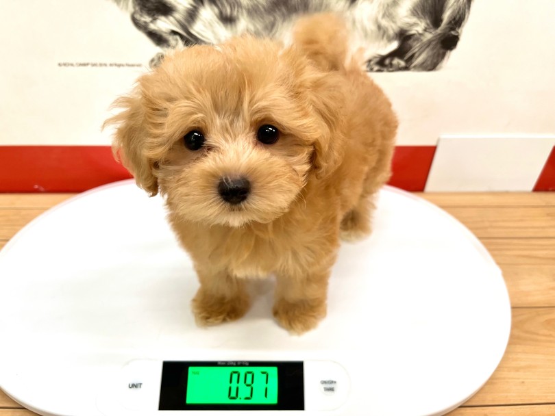 元気に成長中！成犬時の予想体重は6kg | MIX犬 マルプー （18-362） - 横浜 元町店