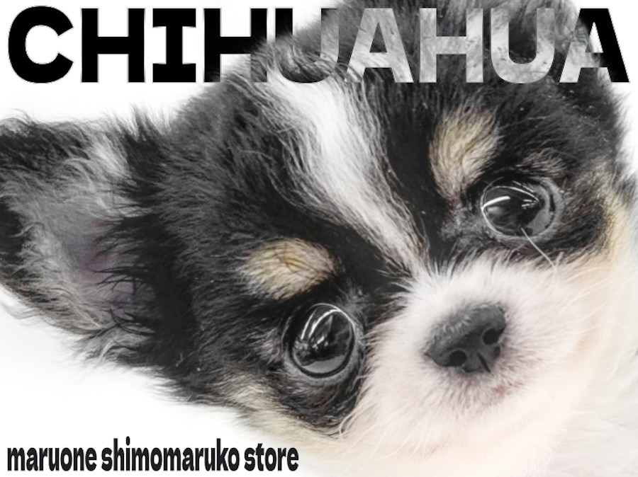 チワワ 】牛柄模様が特徴的！小さめサイズのドワーフ体型が