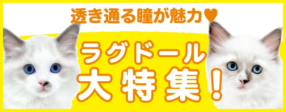 ラグドール特集 】8/22現在在店中のぬいぐるみ系美猫！最新動画は必見