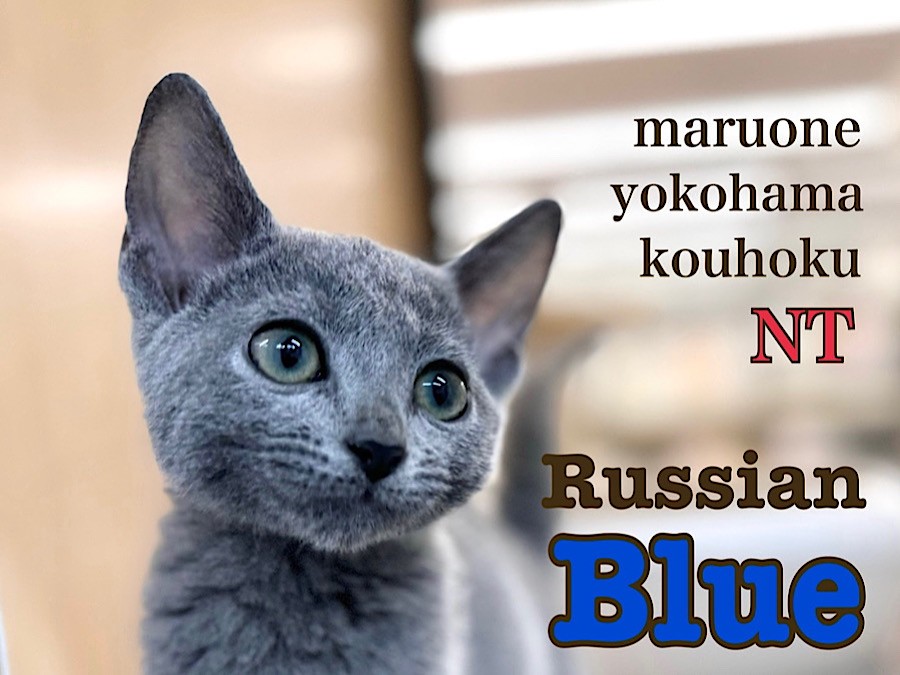 ロシアンブルー 】超甘えんboyの今をご紹介！ | マルワンBLOG