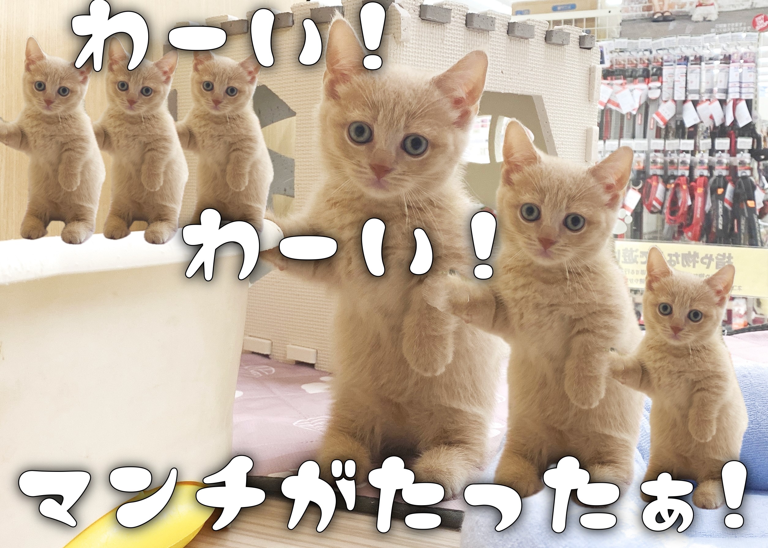 マンチカン 】お店に来て1週間！！ついにマンチ立ちを披露