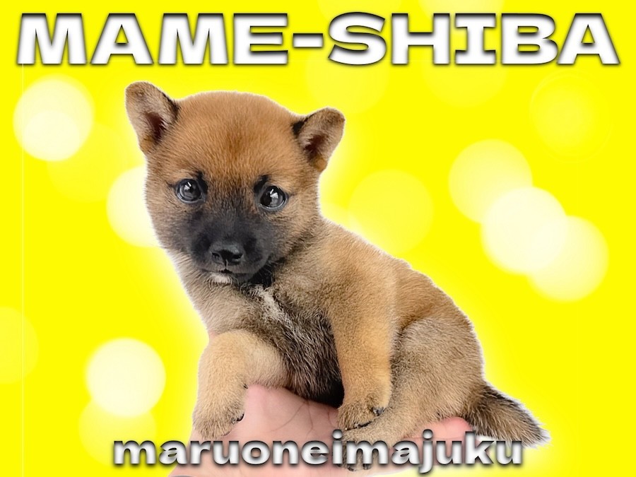 豆柴 】生後2ヶ月で988g！手乗りもできる王道赤が美しい豆柴の女の子