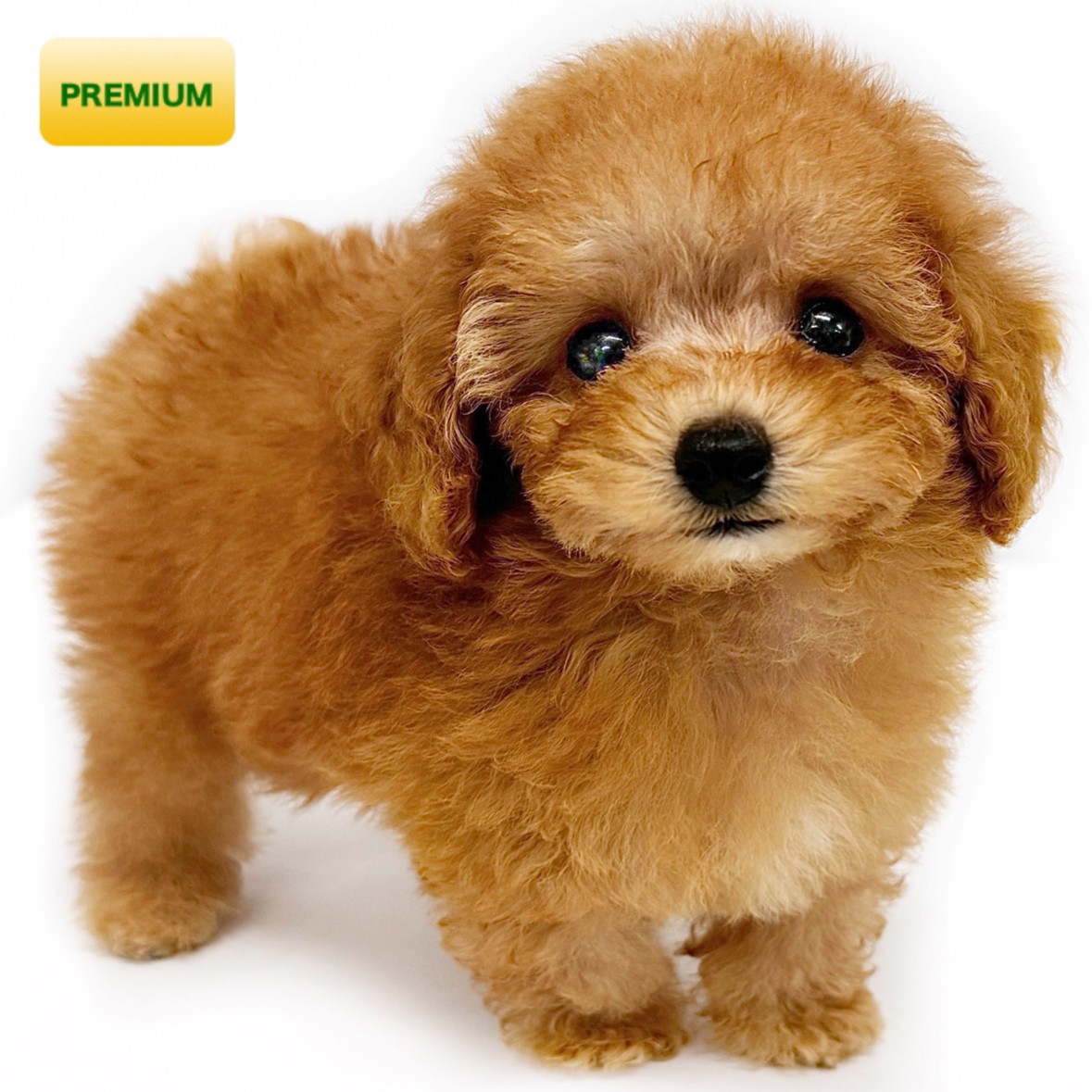 トイ・プードル | ペットショップ マルワン 小さめ子犬 美形な子猫