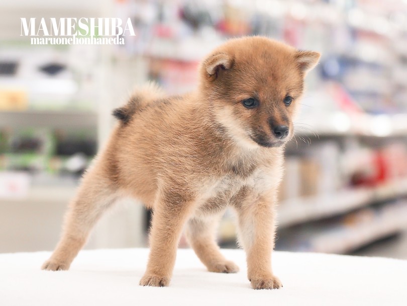 「赤毛」の子だけのおまけ「シバリング」 | 豆柴 （05-122） - 本羽田店