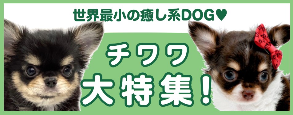 チワワ特集 】9/12現在在店中の全店舗のチワワちゃん！最新動画付き