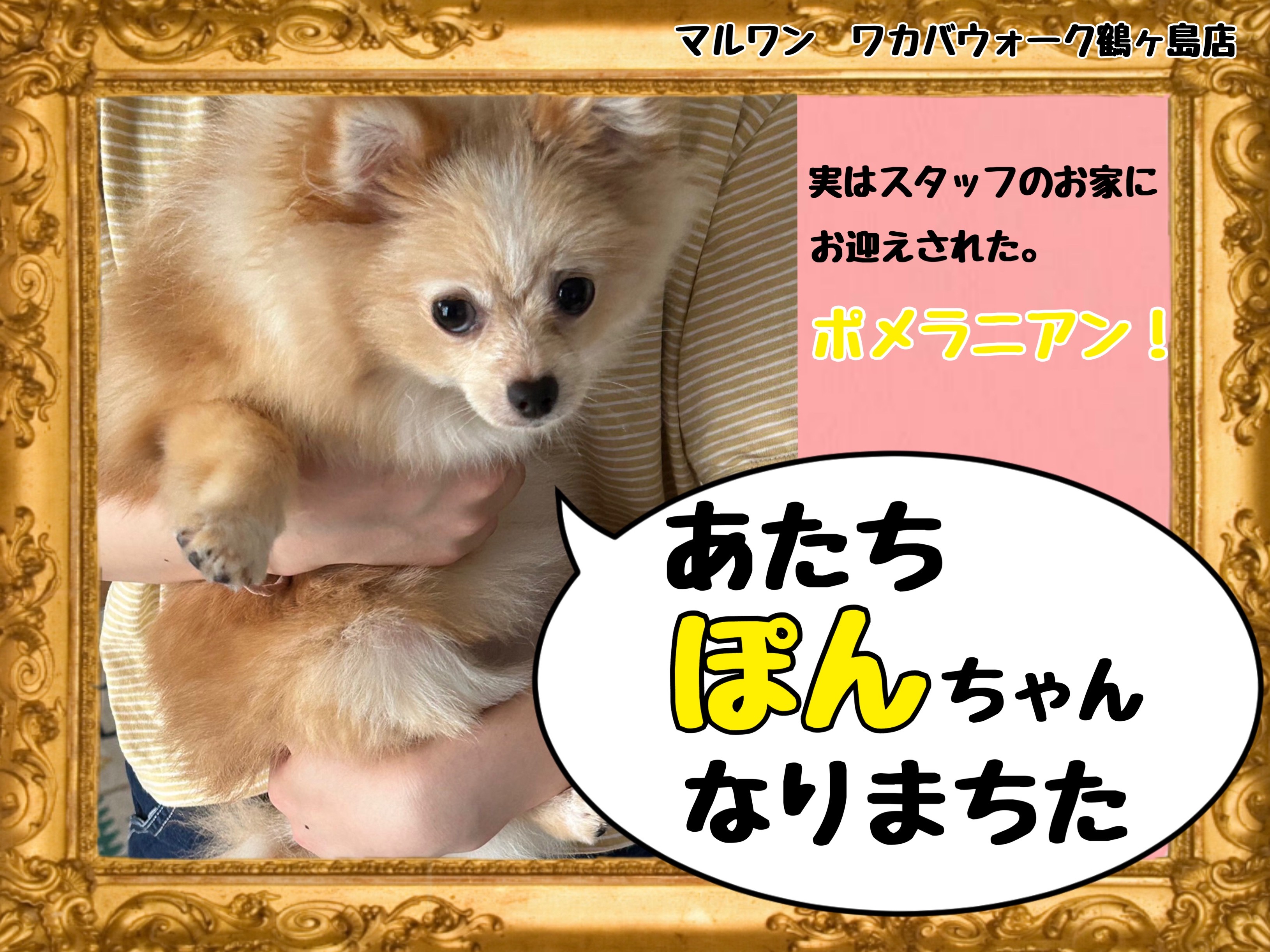 ポメラニアン 】鶴ヶ島店スタッフの私がお迎えしたポメラニアンちゃん