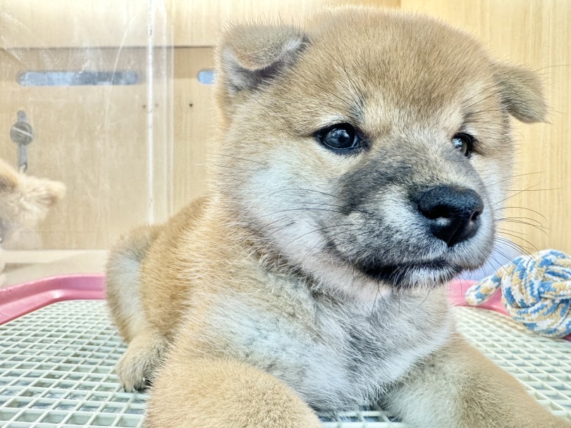 くっきりと入った、アイラインもス・テ・キ♡♡ | 柴犬 （06-201） - 横浜 大倉山店