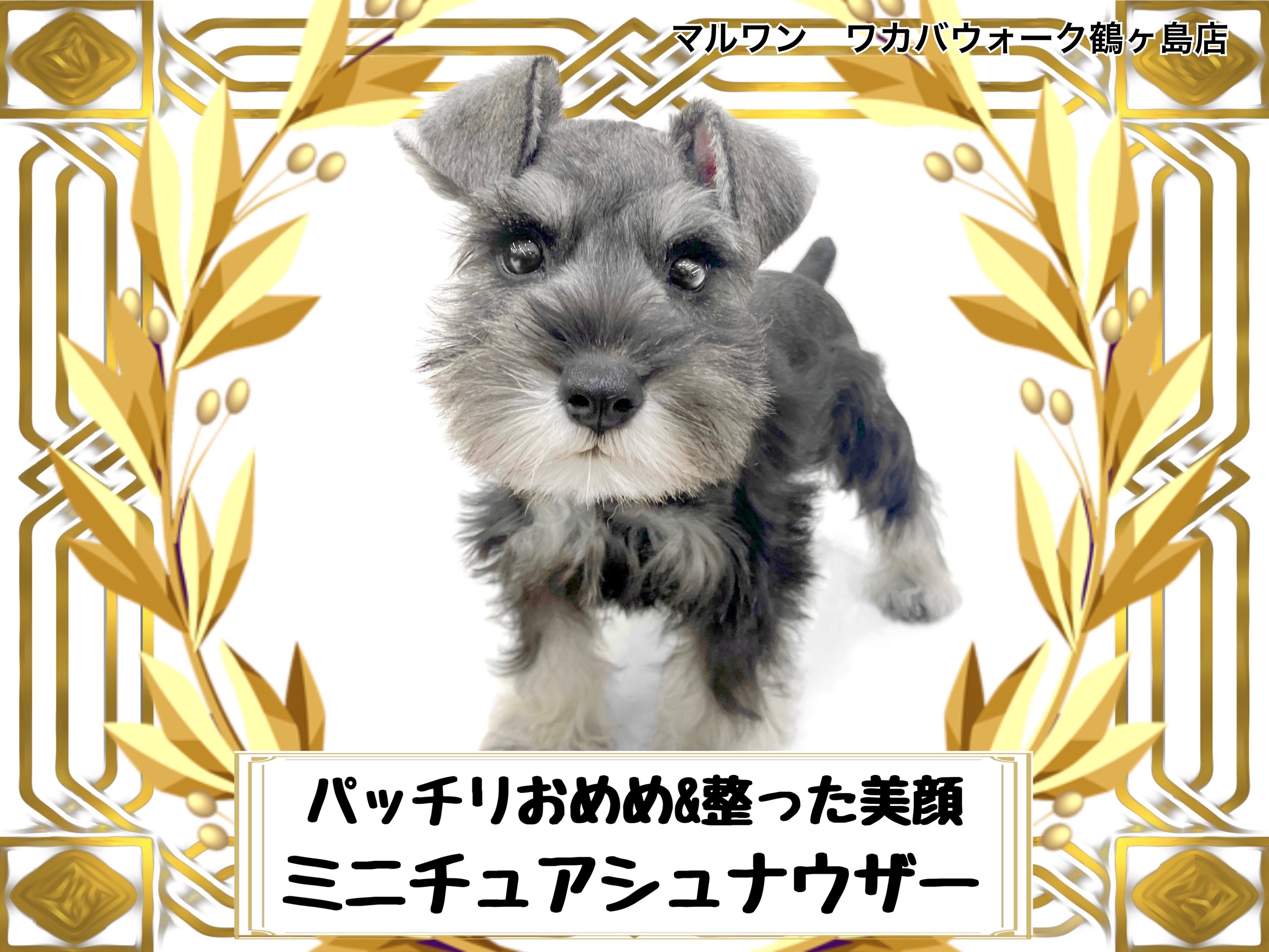 ミニチュアシュナウザー 】お髭がチャームポイントの甘えん坊シュナ