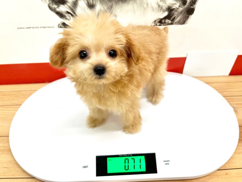 成犬時の予想体重は2~4kg | MIX犬 プーマル （18-373） - 横浜 元町店