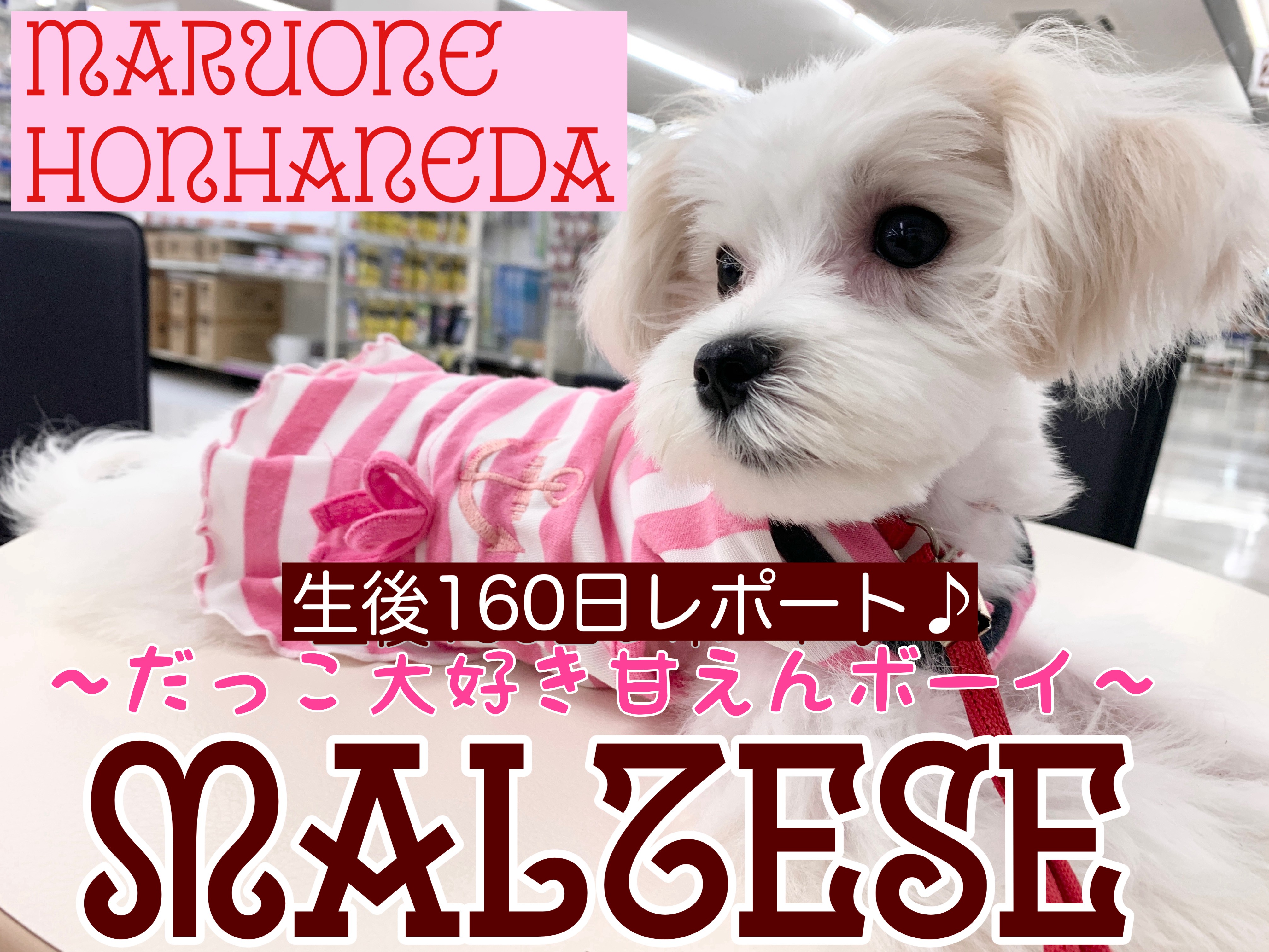 マルチーズ】祝生後160日！おっとり控えめの甘えんボーイから目が離せ