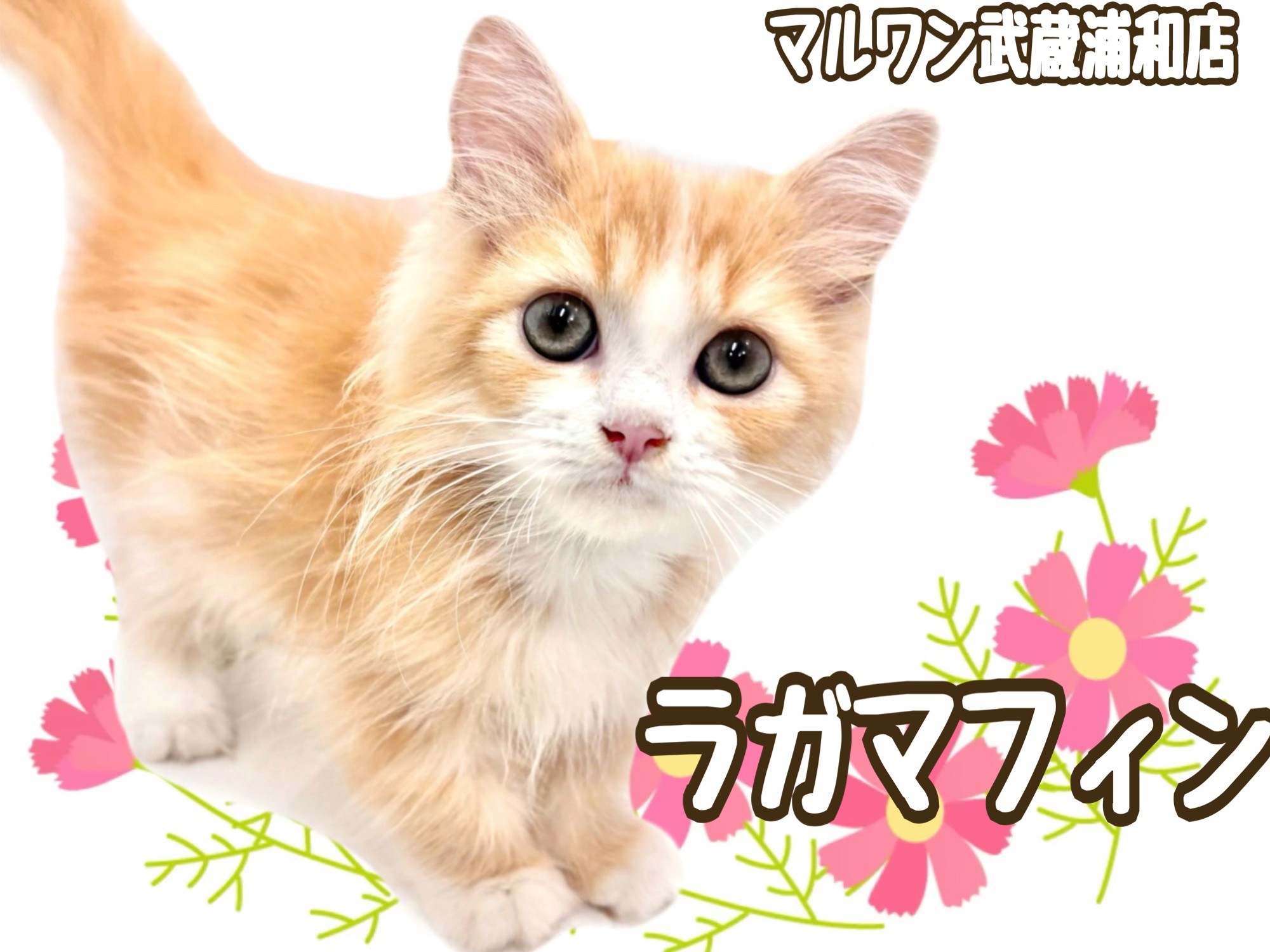 くまねこ様① 46671507c27b4dcc909cdede40ef25