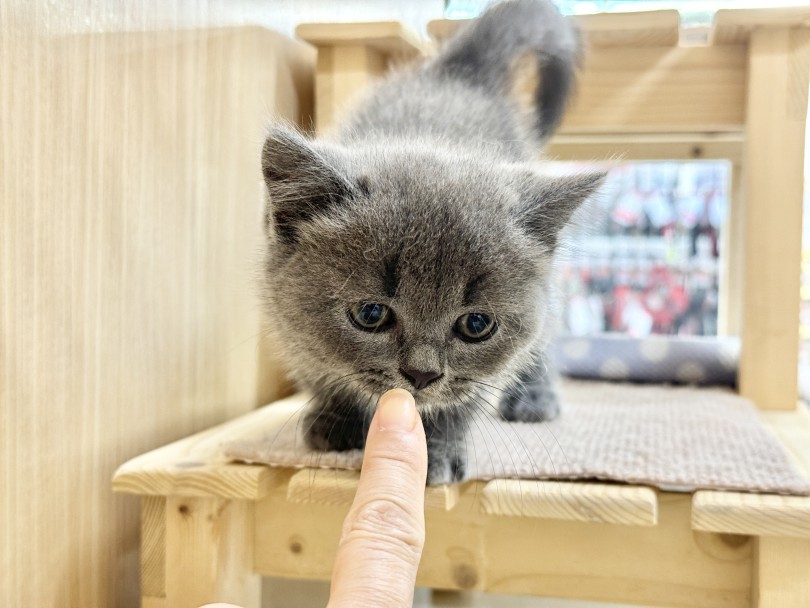 「鼻ちゅうトレーニング」でご挨拶！ | ブリティッシュショートヘア （06-202） - 横浜 大倉山店