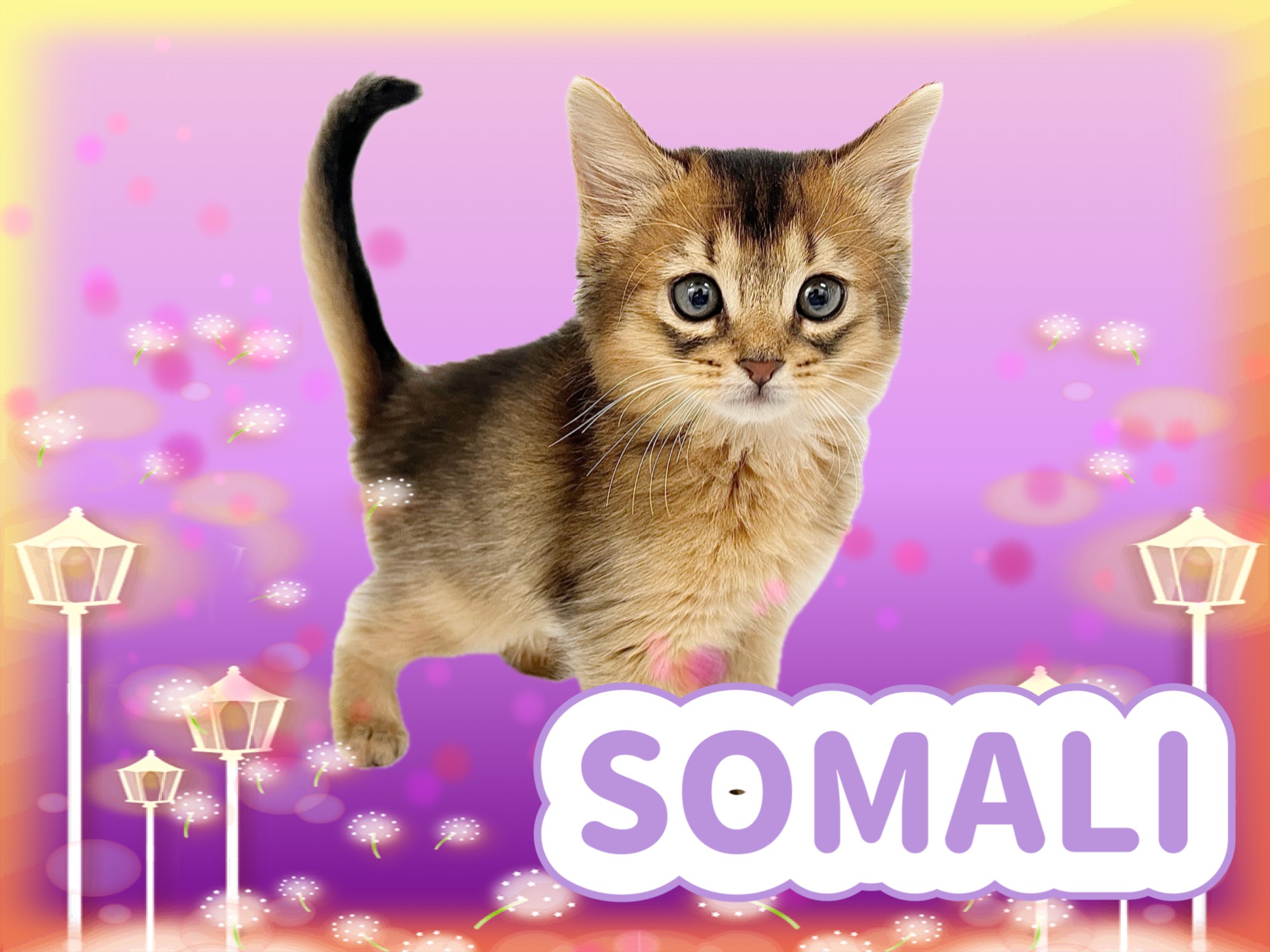 ソマリ 】美しさと可愛らしさの競演！視線を釘付けにする美麗な