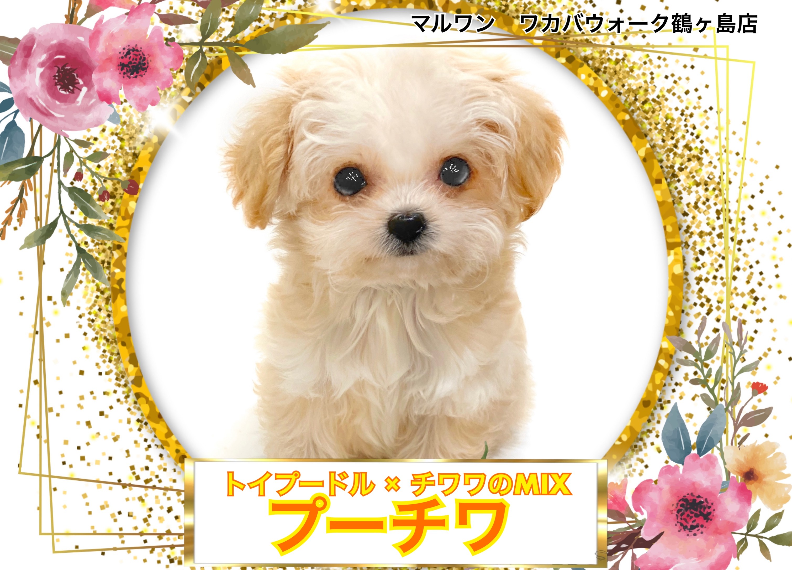 MIX 】『飼いやすい犬種常連父親』と『世界最小犬種の母親』を
