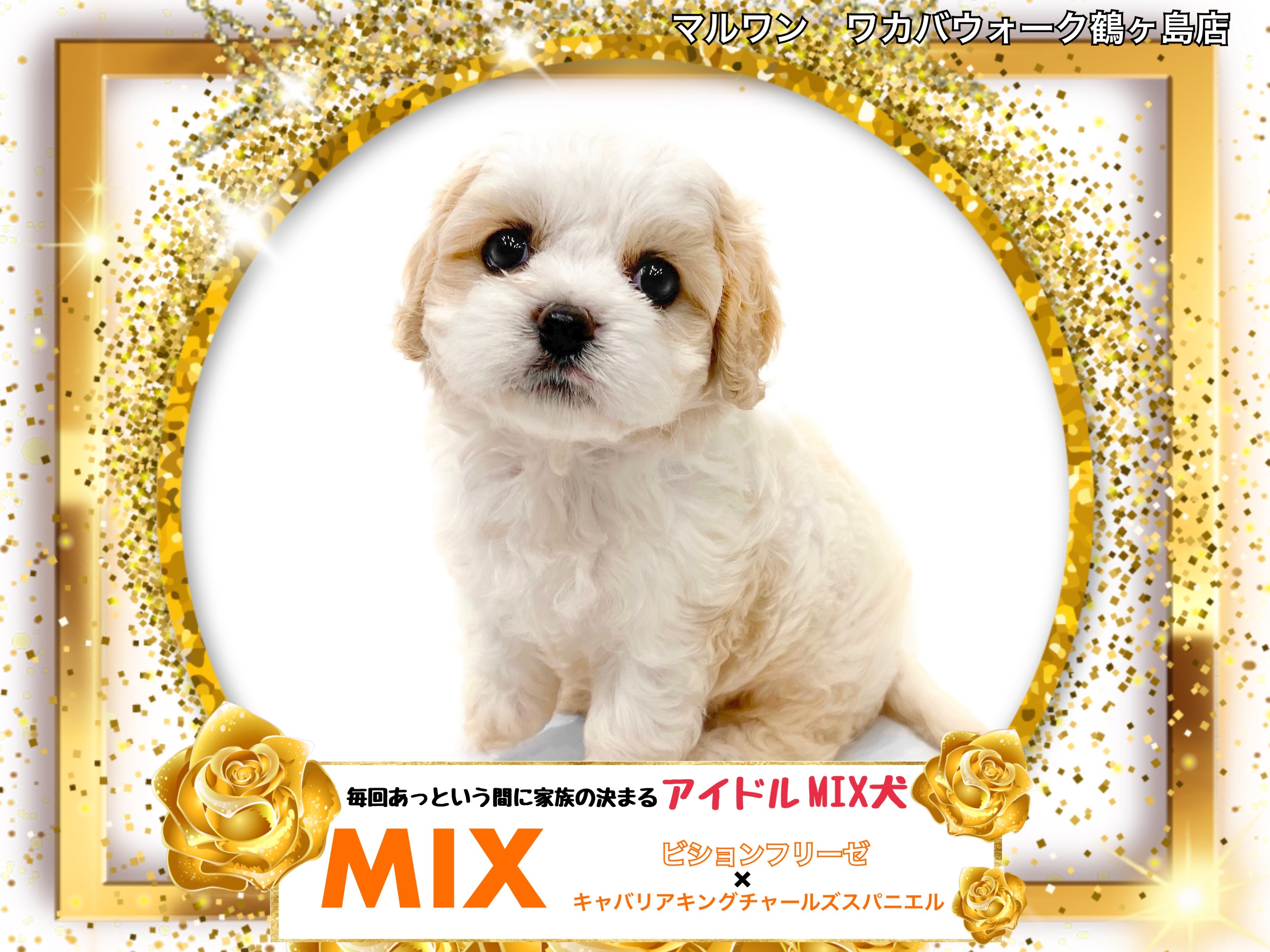 東京ファンミPR猟犬2枚 裸族のお立ち台 NVMe クローン＆イレーサー [ CROM2NU20GCE