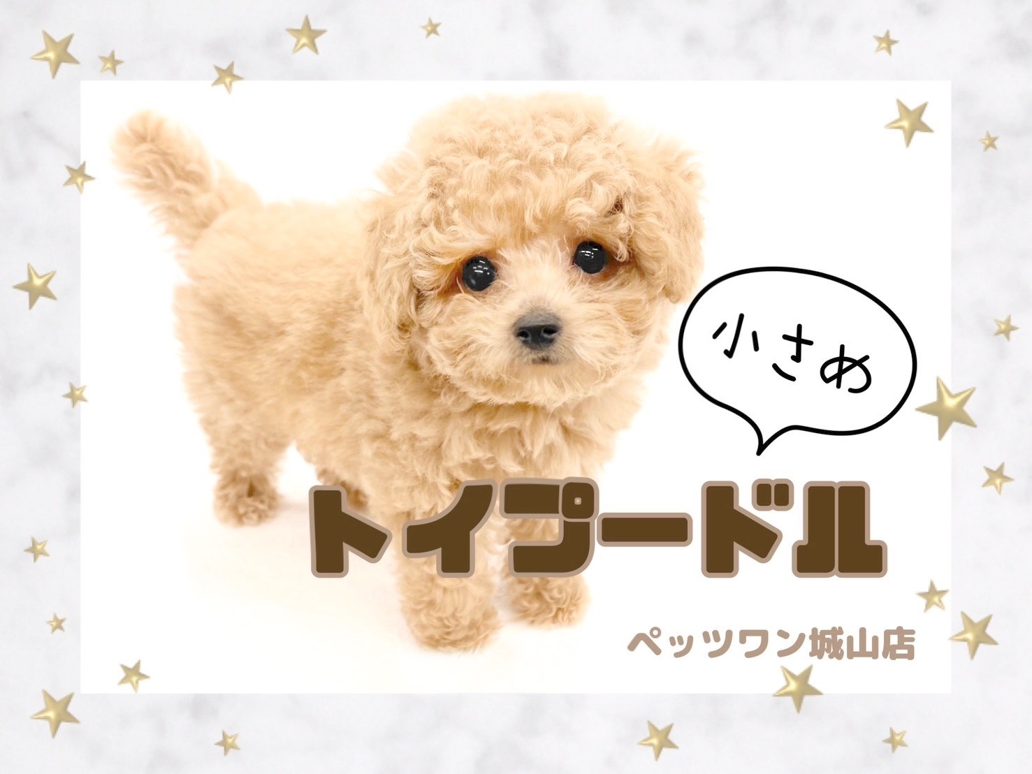 ☆受付☆トイプードル・ミニサイズ トイプードル 】これぞTHEトイプードル！小さめサイズの男の子