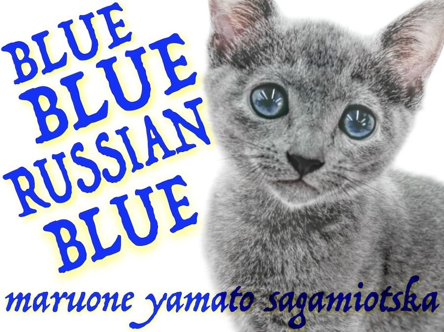 ロシアンブルー 】スタイリッシュなブルーの美ボディ！甘え上手な犬系