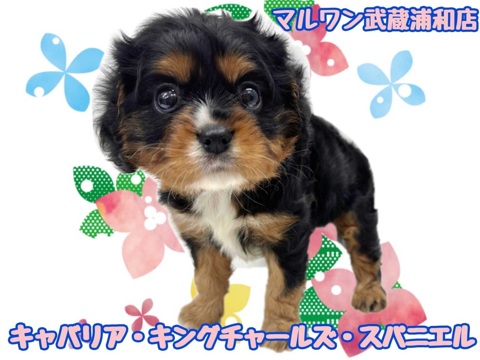 キャバリア 】超希少なブラック&タンカラーの男の子が埼玉に登場