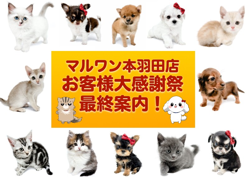 感謝祭ラストスパート 】マルワン本羽田店のタレント軍団わんにゃんを