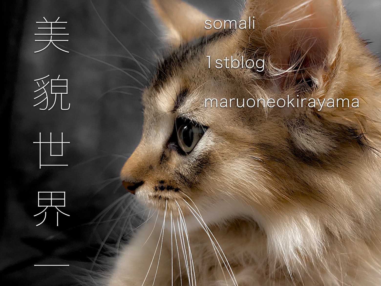ソマリ 】美貌世界一！！キュンギャップ多めのエレガントキャット