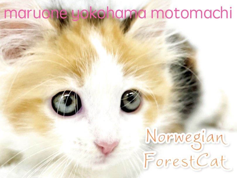 6cf0b8cc0542597a3784acef90284b