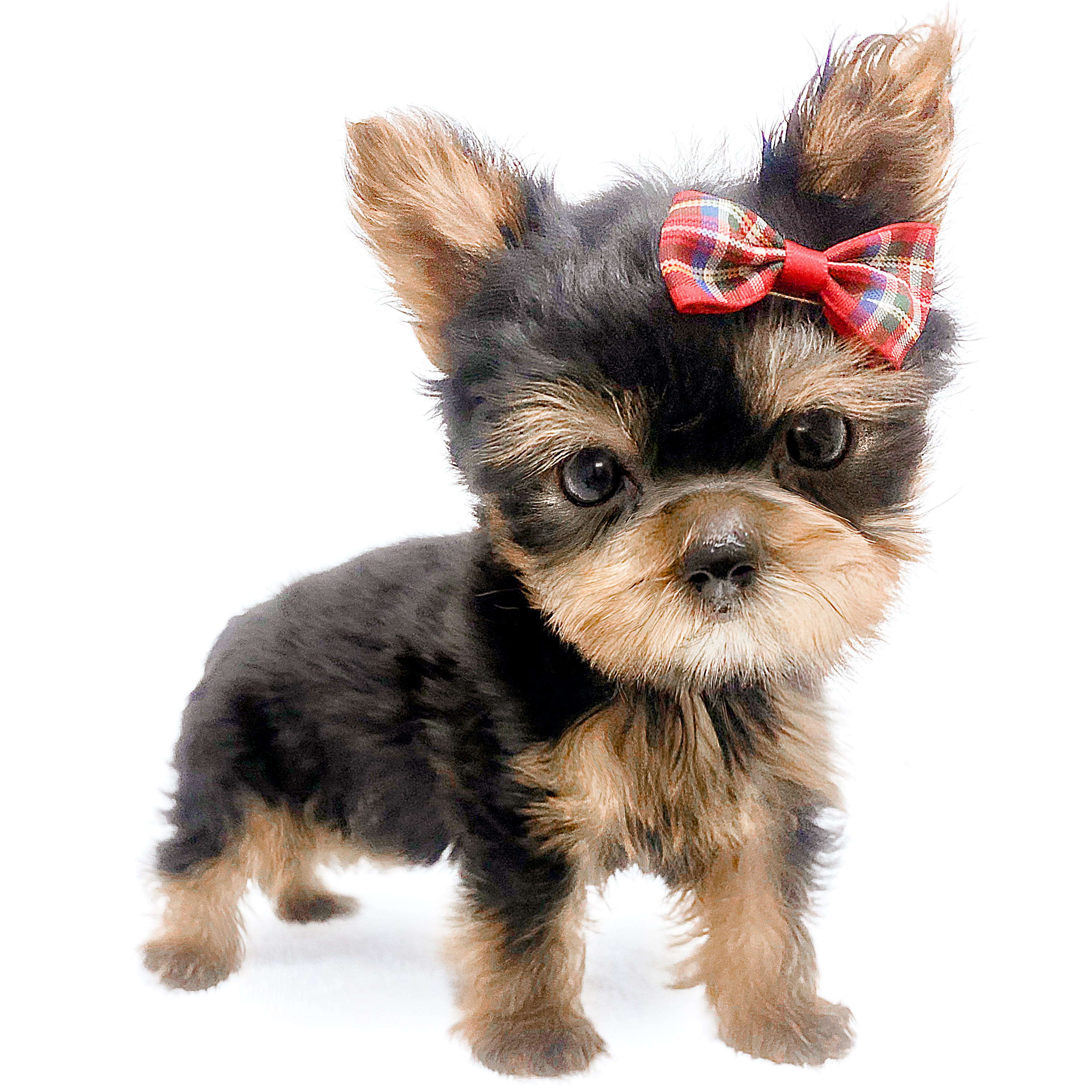 ヨークシャーテリア | ペットショップ マルワン 小さめ子犬 美形な子猫