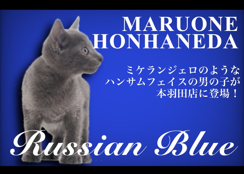 マトリョーシカ　ニコラエワ　猫　ブルー系 マトリョーシカ ニコラエワ 猫 ブルー系 フィーライン ファイブ